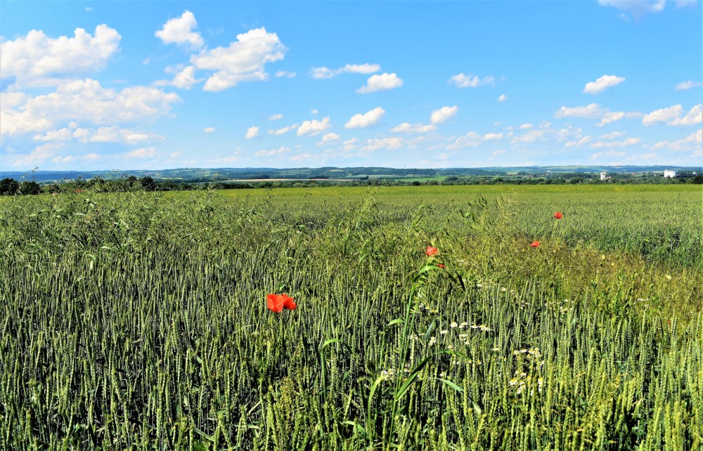 Pole v Poodří