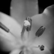 drops