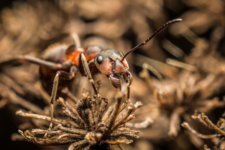 nahnevany mravec