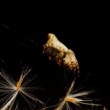 Cyclosa conica