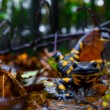 Salamander