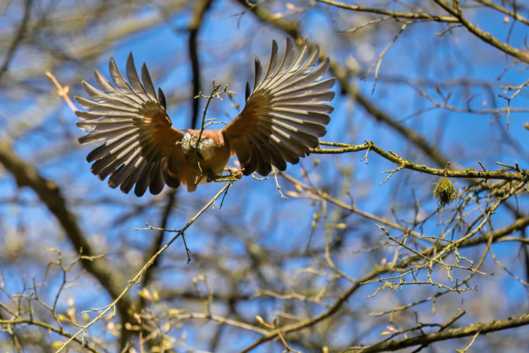 Budovanie hniezda 2 - lámanie