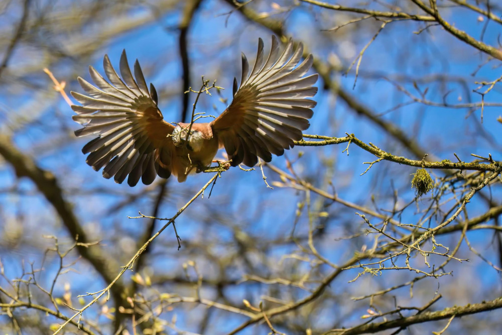 Budovanie hniezda 2 - lámanie