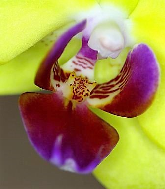 Orchidea 1