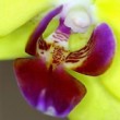 Orchidea 1