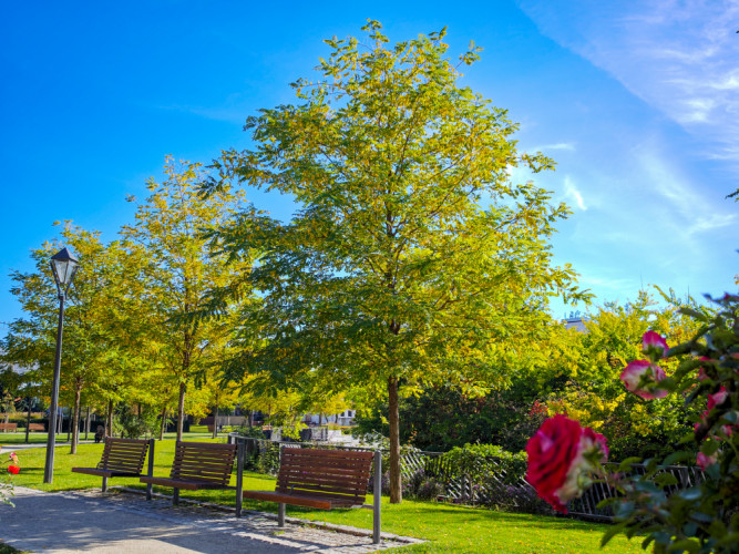 Trnava - ružový park