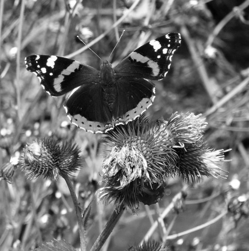 bodliak a motýľ
