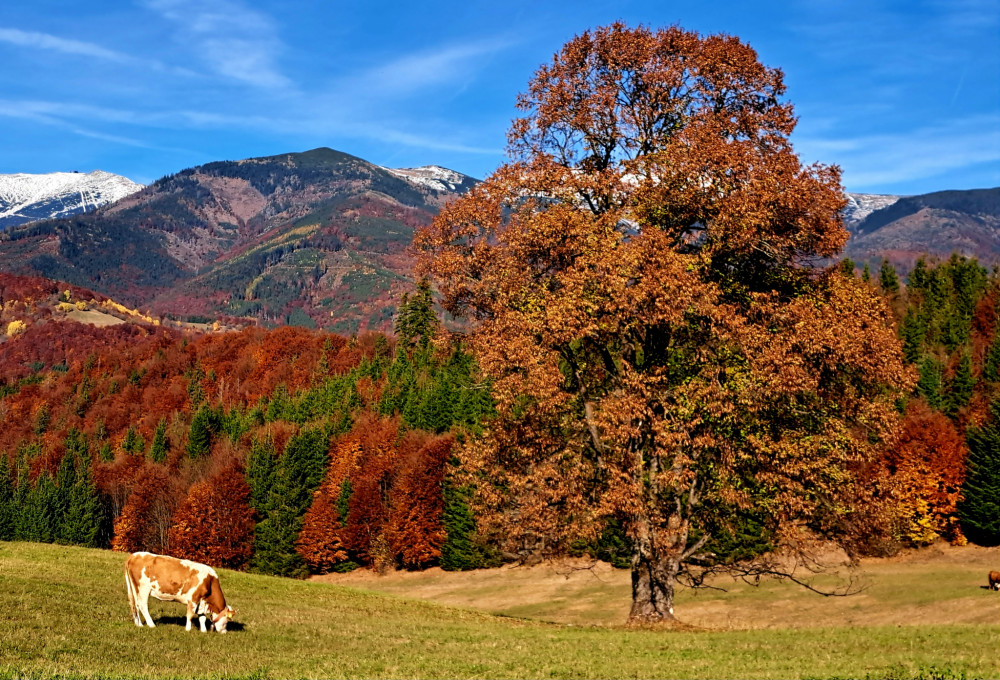 Nizkotatranske pohlady