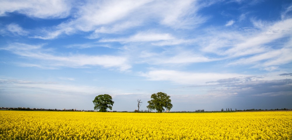 Fields of gold1