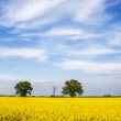 Fields of gold1