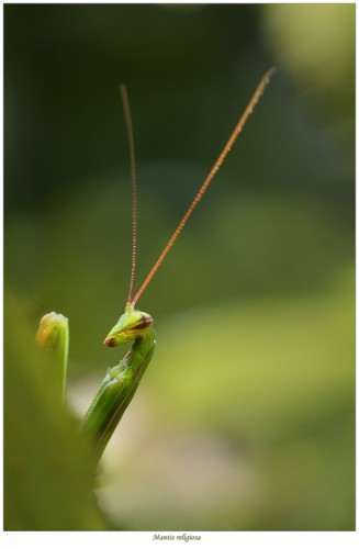 Mantis religiosa