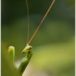 Mantis religiosa