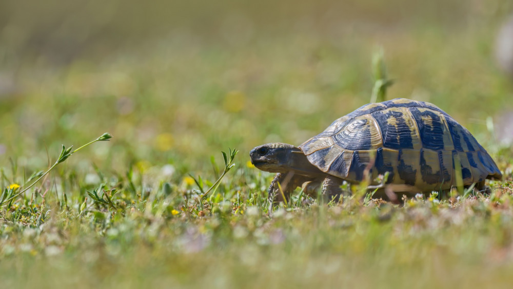 Cieľ na dosah (Testudo sp.)