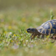 Cieľ na dosah (Testudo sp.)