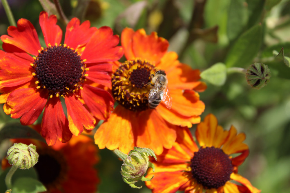 Helenium