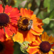 Helenium