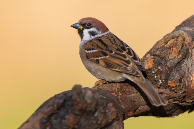 vrabec poľný (Passer montanus)