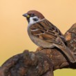 vrabec poľný (Passer montanus)