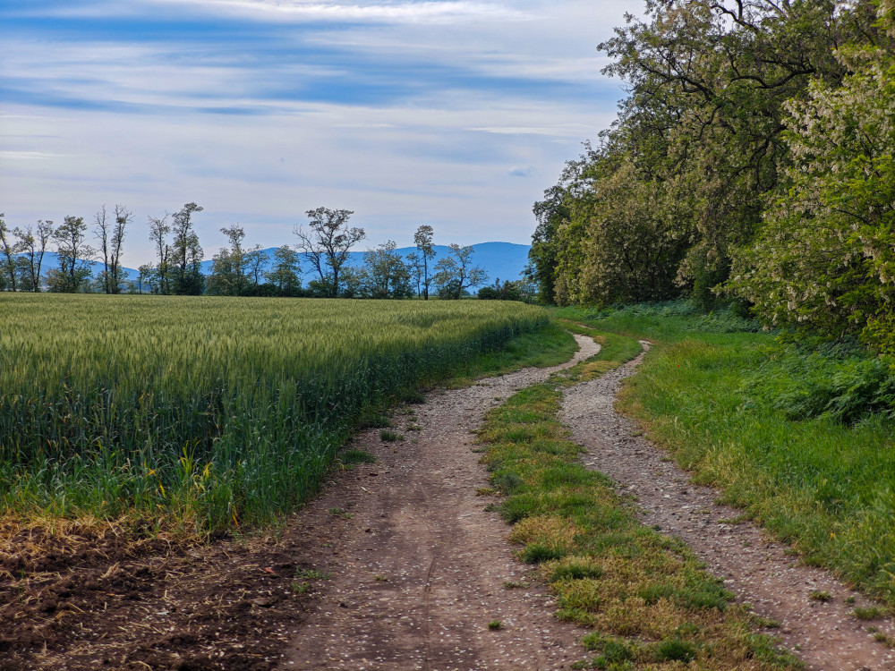 Trnavská tabuľa
