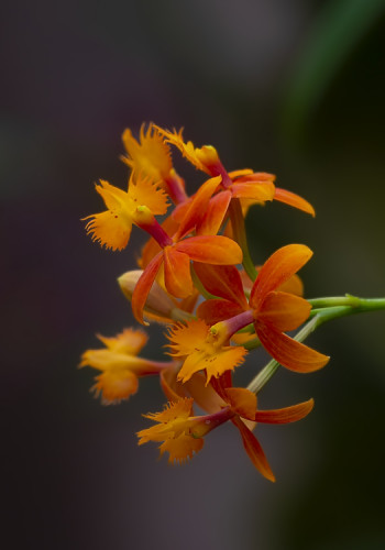 Fire-star orchid