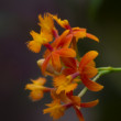 Fire-star orchid