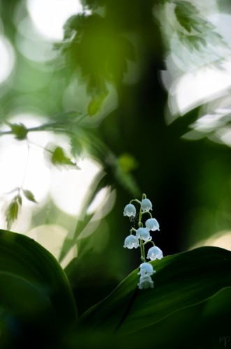 ~ Lily of the Valley ~