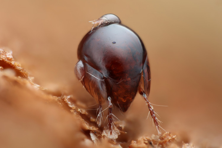 Roztoč z čeľade Galumnidae