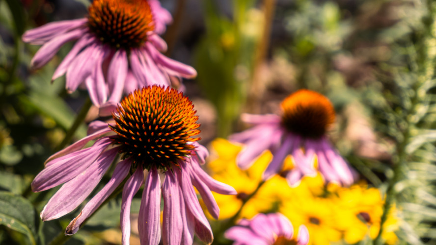 echinacea purpurová