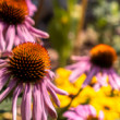 echinacea purpurová