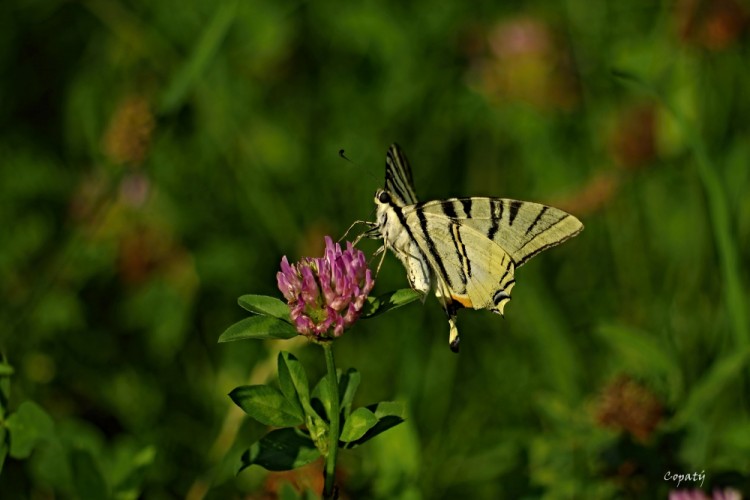 Motýlia krása 10