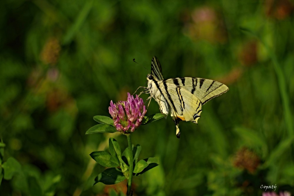 Motýlia krása 10