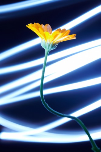 light flowers