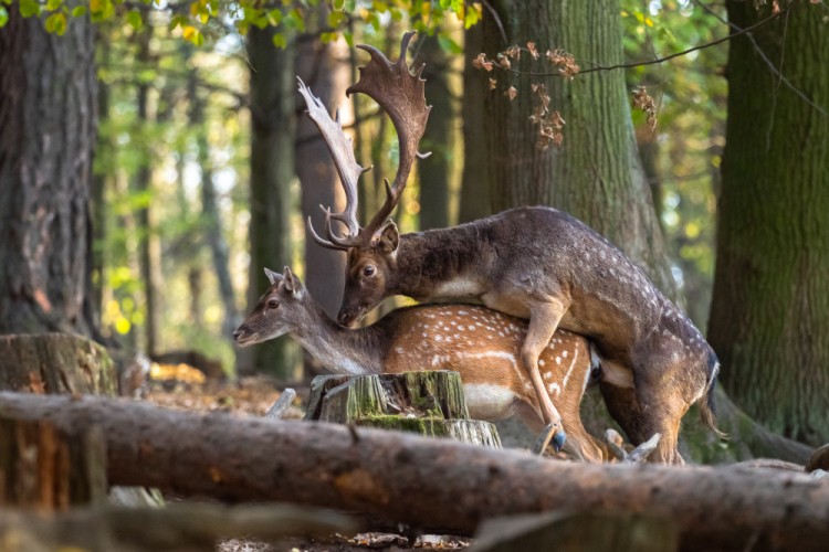 Daniel škvrnitý, Fallow deer (Dama dama)