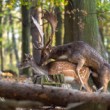 Daniel škvrnitý, Fallow deer (Dama dama)