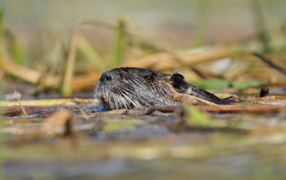 Nutria riečna.