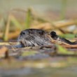 Nutria riečna.