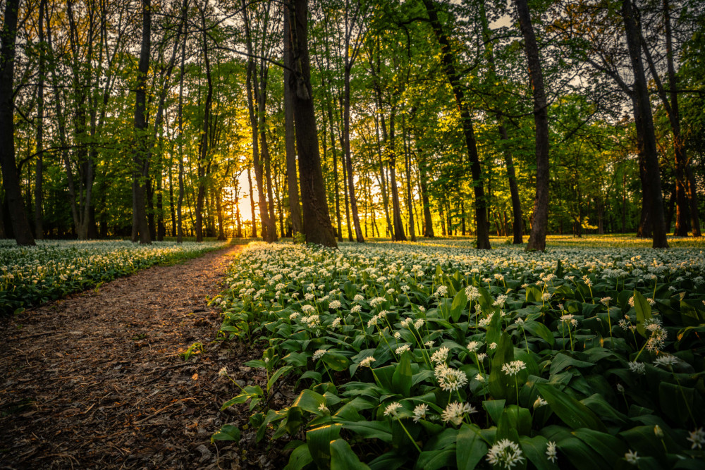 Cesta v cesnakovom lese