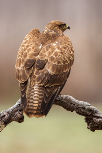 Myšiak hôrny, The common buzzard (Buteo buteo)