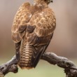 Myšiak hôrny, The common buzzard (Buteo buteo)