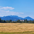 Bolešov