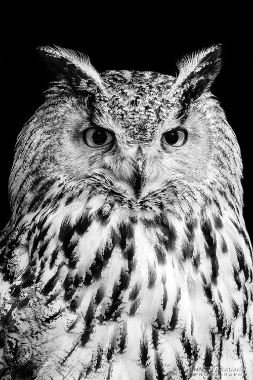 Eagle Owl