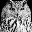 Eagle Owl