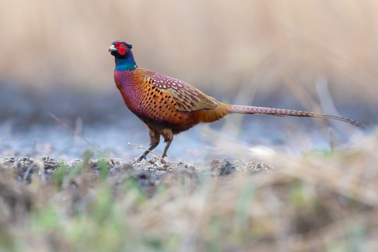 bažant poľný (Phasianus colchicus)