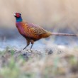 bažant poľný (Phasianus colchicus)