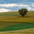 Osamocený strom
