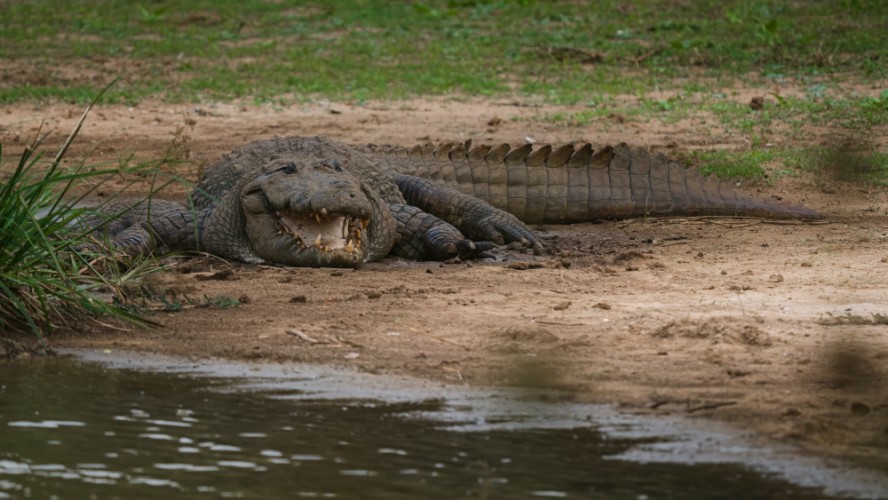 Krokodíl morský , Crocodylus porosus, Srí Lanka