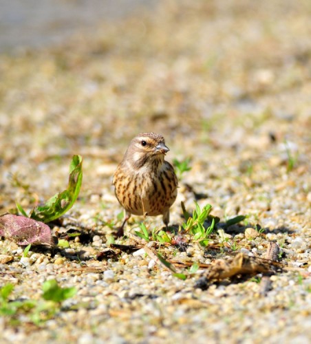 Stehlík konopiar. Carduelis-cannabina