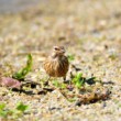 Stehlík konopiar. Carduelis-cannabina