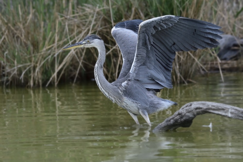 Ardea cinerea