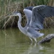 Ardea cinerea